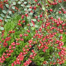 Organic Cotoneaster Bradyi Seeds