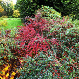 Organic Cotoneaster hjelmqvistii Seeds