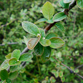 Organic Cotoneaster giraldii Seeds