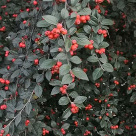 Organic Cotoneaster sternianus Seeds