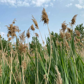 Organic Southern Reed Seeds (Phragmites australis)