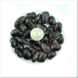 «Scarlet» - Organic Bean Seeds