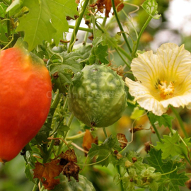 «Balsam apple» - Organic Momordica Seeds