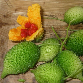 «Spiny gourd» - Organic Momordica dioica Seeds