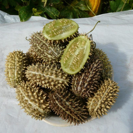 «Wild Thorn» - Organic Kiwano Seeds