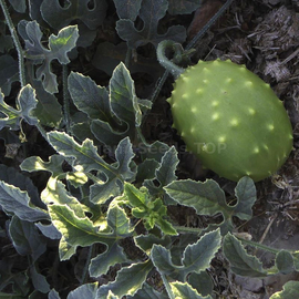 «Spiny Emerald» - Organic Kiwano Seeds