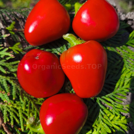 «Jalapeno Bola» - Organic Pepper Seeds