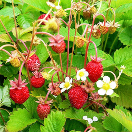 «Alexandria» - Organic Strawberry Seeds
