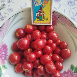 «Vila-Vila» - Organic Solanum sisymbriifolium Seeds