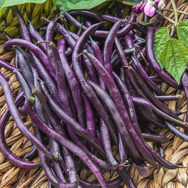 «Tsarivna» - Organic Bean Seeds