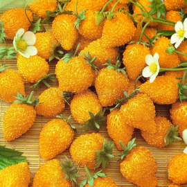 «Yellow Cream» - Organic Strawberry Seeds