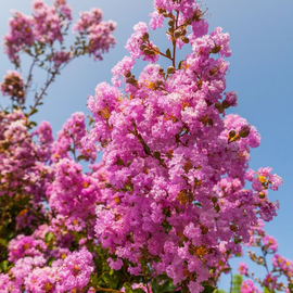 «Indian lilac» - Organic Lagerstroemia Seeds