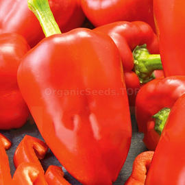 «Bulgarian 79» - Organic Pepper Seeds