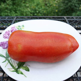 «Kozula 88» - Organic Tomato Seeds