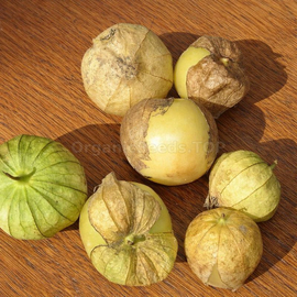 «Radiant Mexicana» - Organic Tomatillo Seeds