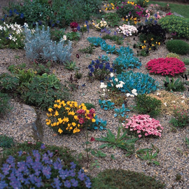 «Rock garden» - Organic Flower Seeds