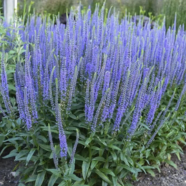 «Royal Blue» - Organic Spike Speedwel Seeds