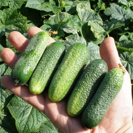 «Vorgebirgstraube» - Organic Cucumber Seeds