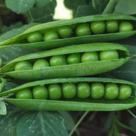 «Legel» - Organic Pea Seeds