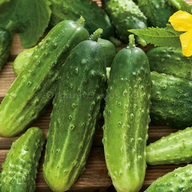 «Borus» - Organic Cucumber Seeds