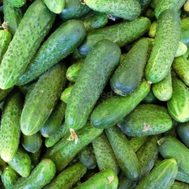 «Zakuska» - Organic Cucumber Seeds