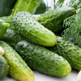 «Chinese Elf» - Organic Cucumber Seeds