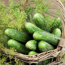 «Barrel Pickling» - Organic Cucumber Seeds