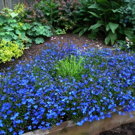 «Blue Star» - Organic Lobelia Seeds