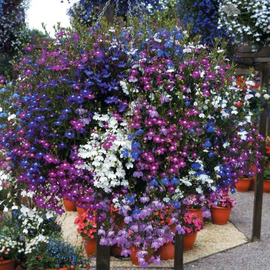 «Trailing mix» - Organic Lobelia Seeds