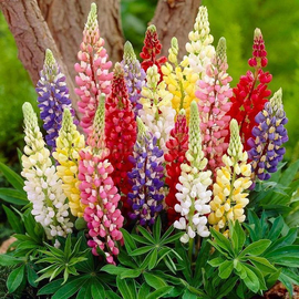 «Perennial Double Mix» - Organic Lupine Seeds