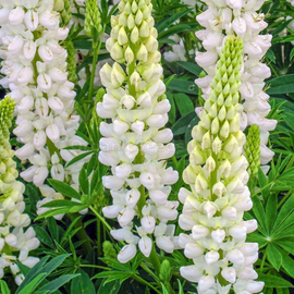 «White Double» - Organic Lupine Seeds