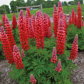 «Red Double» - Organic Lupine Seeds