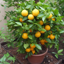 Фото Organic Orange Tree / Citrus sinensis