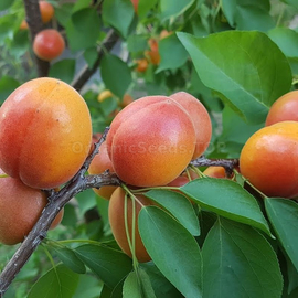 «Tsunami» - Organic Apricot Seeds (Prunus Armeniaca)
