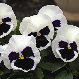 «Lebidka» - Organic Viola Seeds