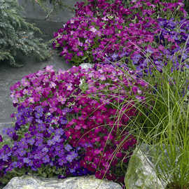 «Carpet Mix» - Organic Aubrieta Seeds
