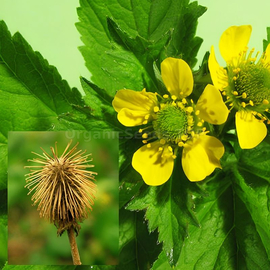 Organic Wood avens seeds / Geum urbanum
