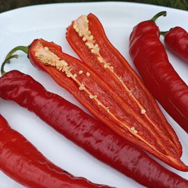 «Pepperoni Red» - Organic Pepper Seeds