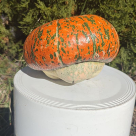 «Turban Giant» - Organic Pumpkin Seeds