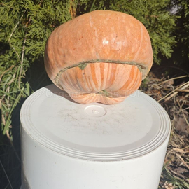 «Turban Giant Silver» - Organic Pumkin Seeds