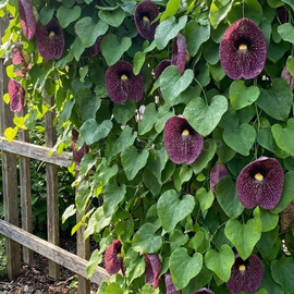 Фото Organic Dutchman's pipe Seeds (Aristolochia macrophylla)