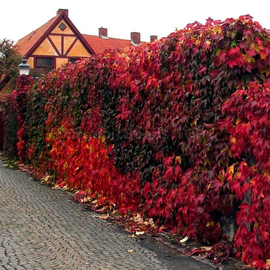 «Engelmannii» - Organic Virginia Creeper Seeds (Parthenocissus quinquefolia var. engelmannii)