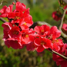 Organic Japanese Quince Seeds (Chaenomeles Japonica)