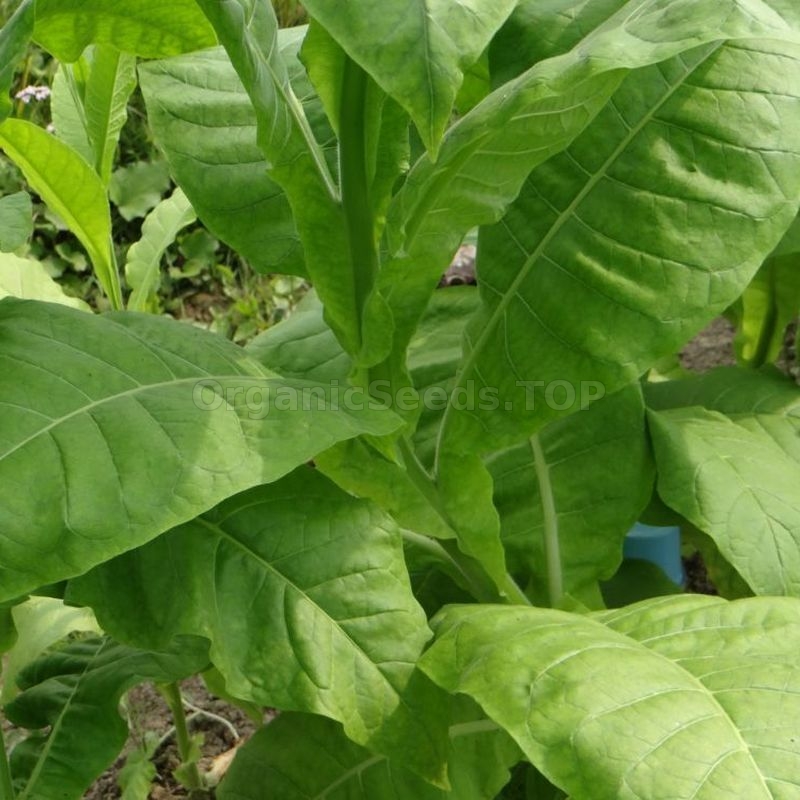 Fragrant» Heirloom Tobacco Seeds