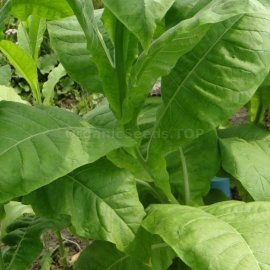 «Fragrant» Heirloom Tobacco Seeds