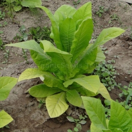 «Herzegovina Flor» Heirloom Tobacco Seeds