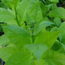«Early Ripe» Heirloom Tobacco Seeds