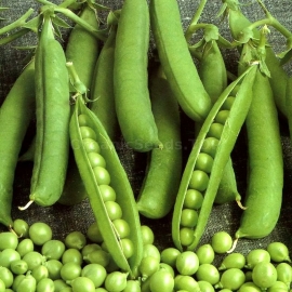 «Jof» - Organic Pea Seeds