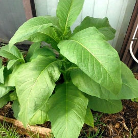 «Silk Leaf» Heirloom Tobacco Seeds