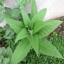 «Perique» Heirloom Tobacco Seeds
